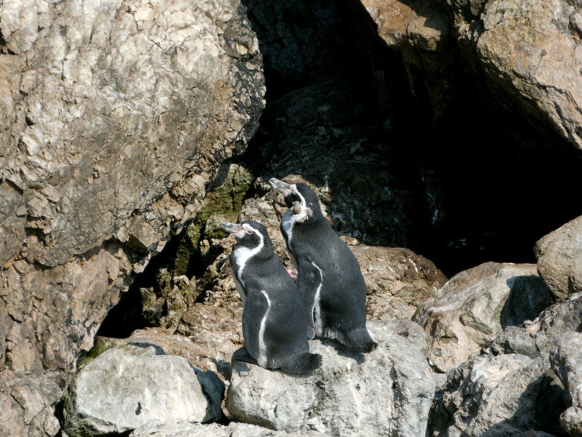 Pingüino de Humboldt - ML614674816