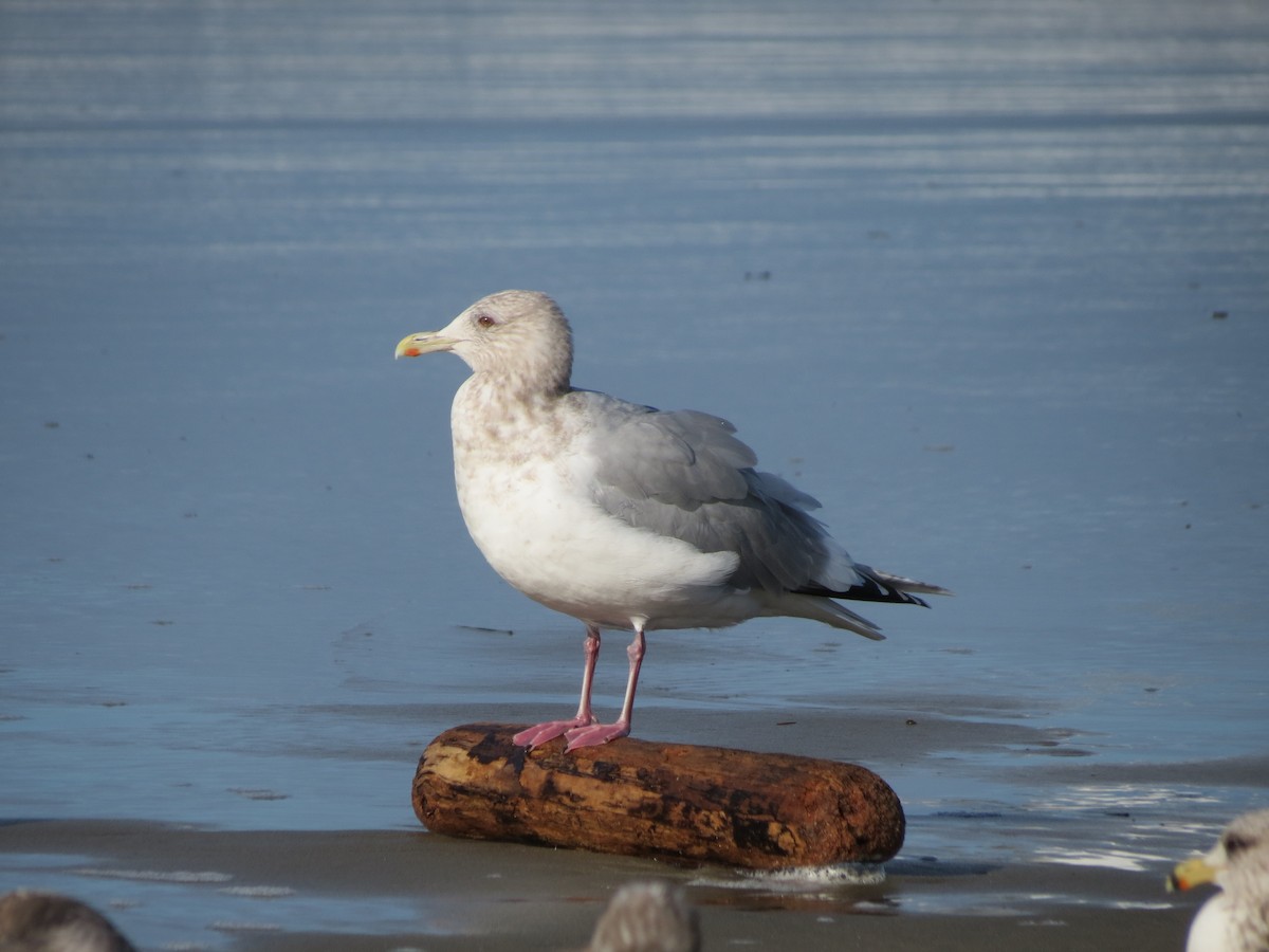 Iceland Gull - ML614674828