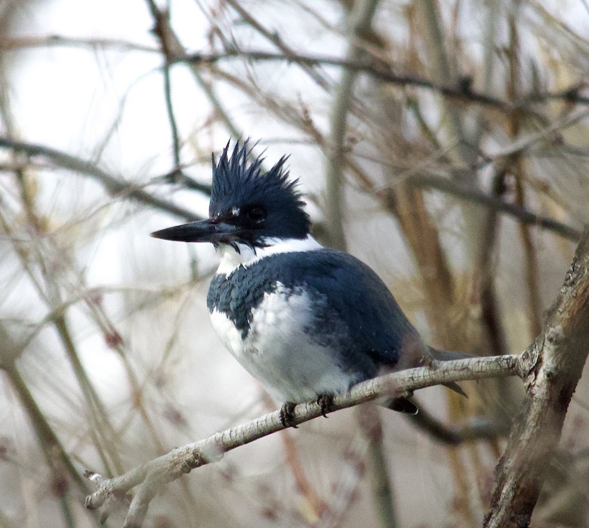 Belted Kingfisher - ML614674847