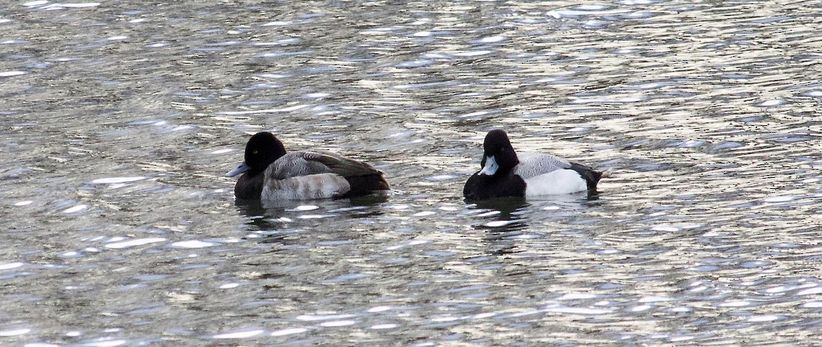 Greater/Lesser Scaup - ML614674852