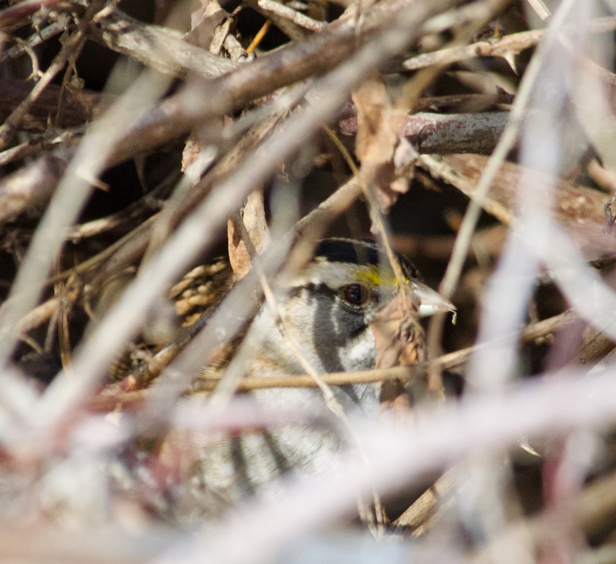 White-throated Sparrow - ML614674884