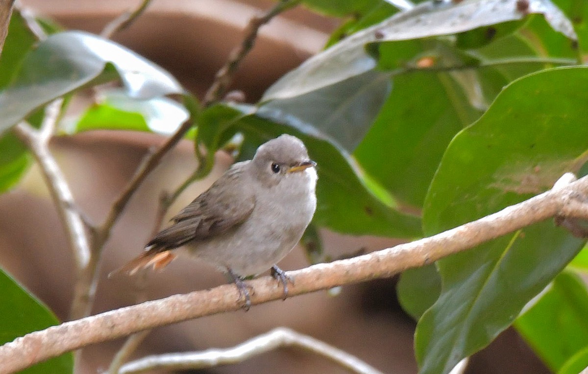 Rusty-tailed Flycatcher - Bimal Modi