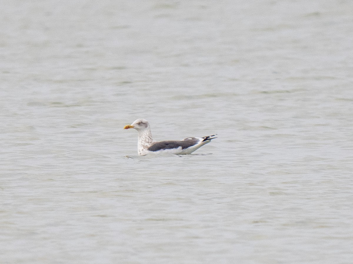 Lesser Black-backed Gull - ML614674919