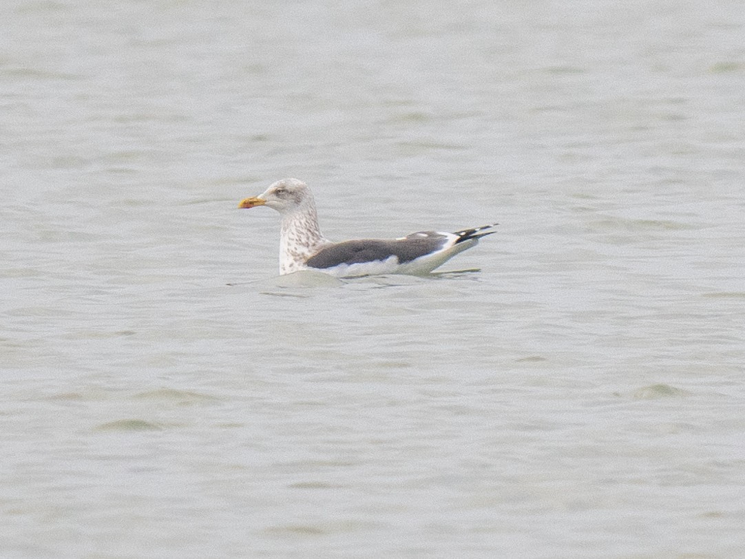 Lesser Black-backed Gull - ML614674920