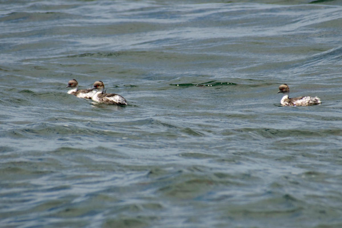 Silvery Grebe - ML614674922