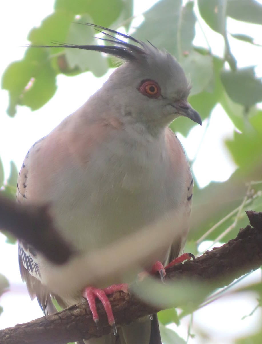 Crested Pigeon - ML614674958