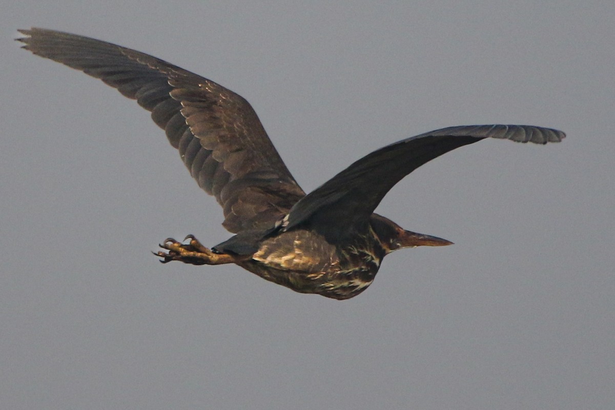 Black Bittern - ML614674964