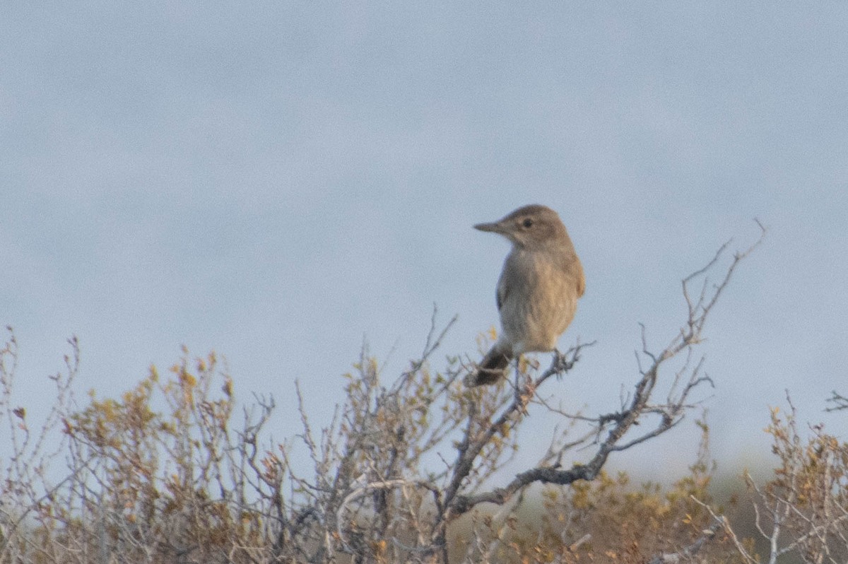 Gray-bellied Shrike-Tyrant - Leandro Bareiro Guiñazú