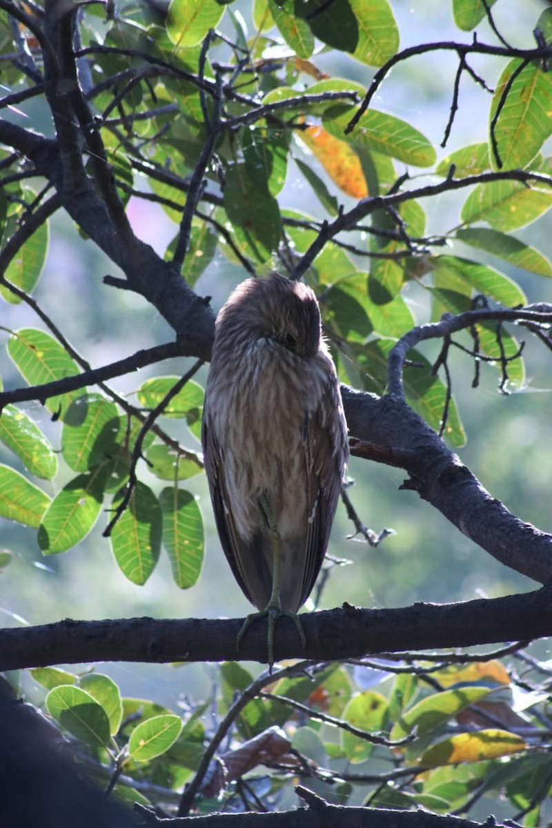 Black-crowned Night Heron - ML614675093