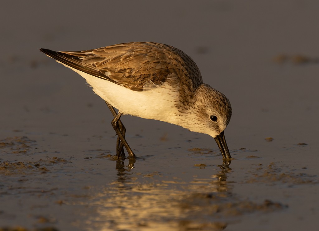 Bergstrandläufer - ML614675134