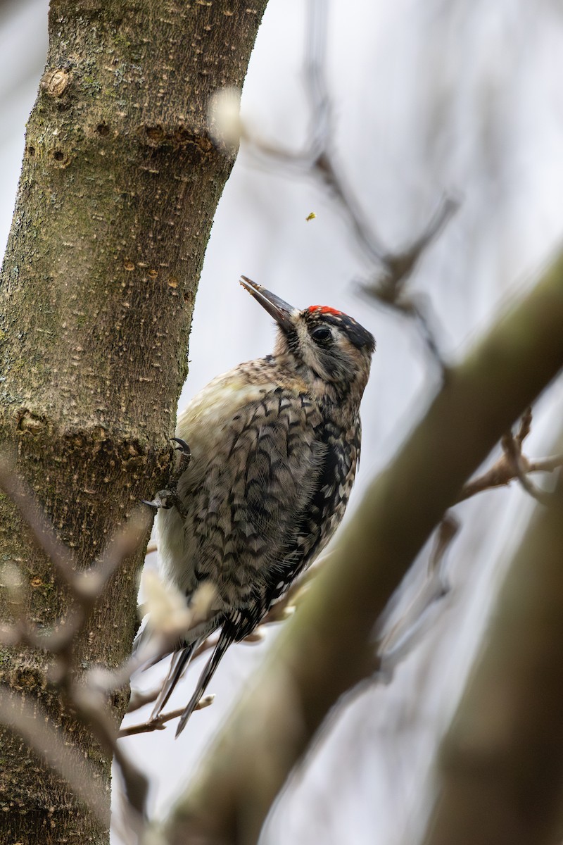 Yellow-bellied Sapsucker - ML614675141