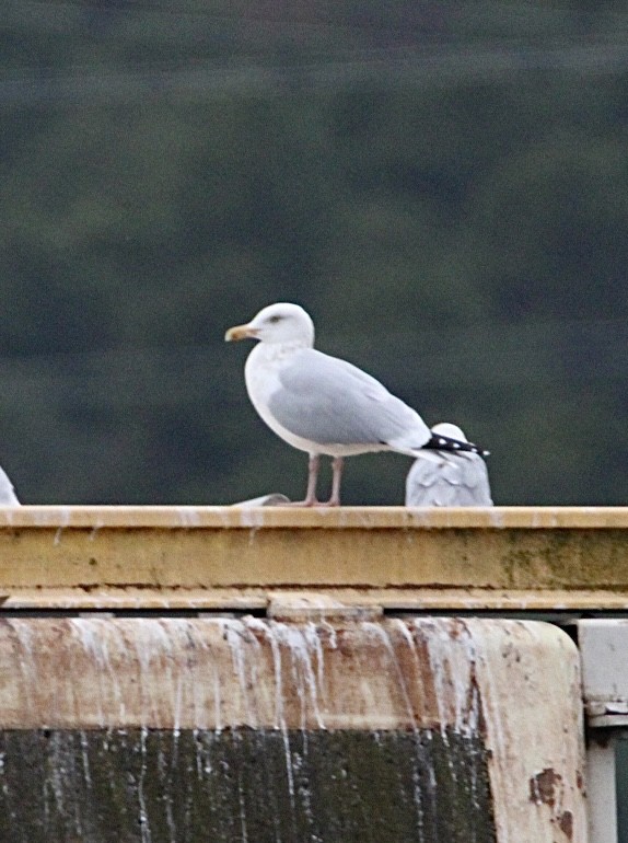 Herring Gull - ML614675155