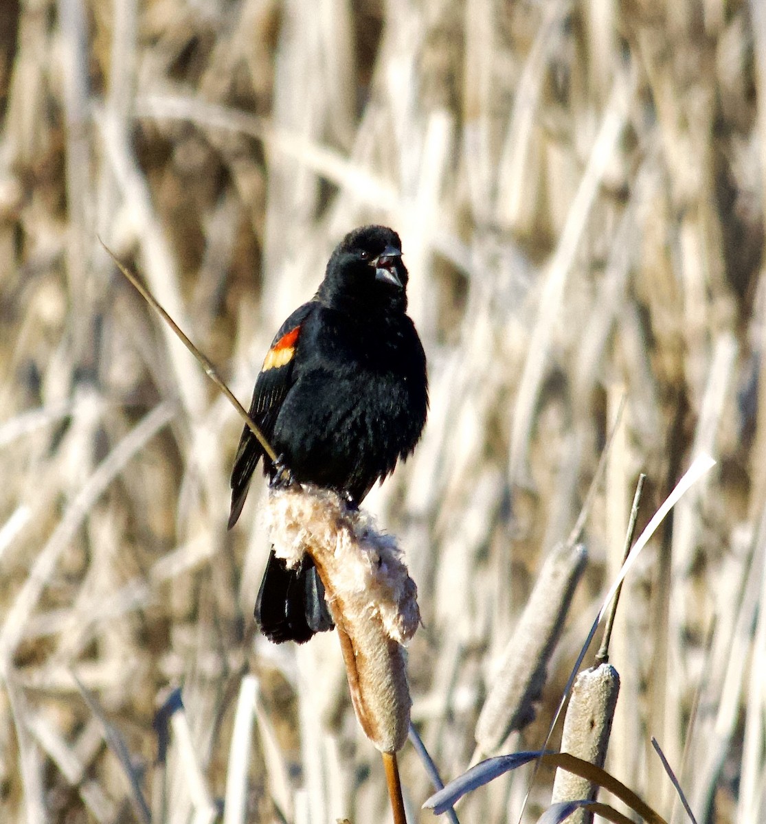 Red-winged Blackbird - ML614675177