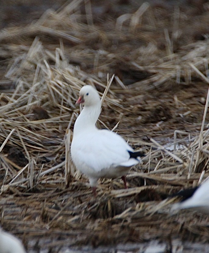 Ross's Goose - ML614675185