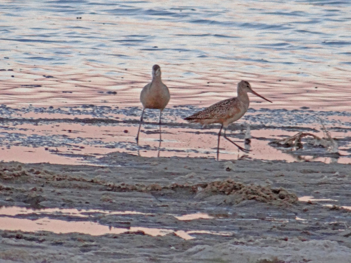 Marbled Godwit - ML61467521