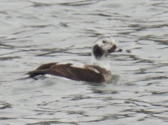 Long-tailed Duck - ML614675223
