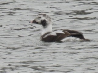 Long-tailed Duck - ML614675224