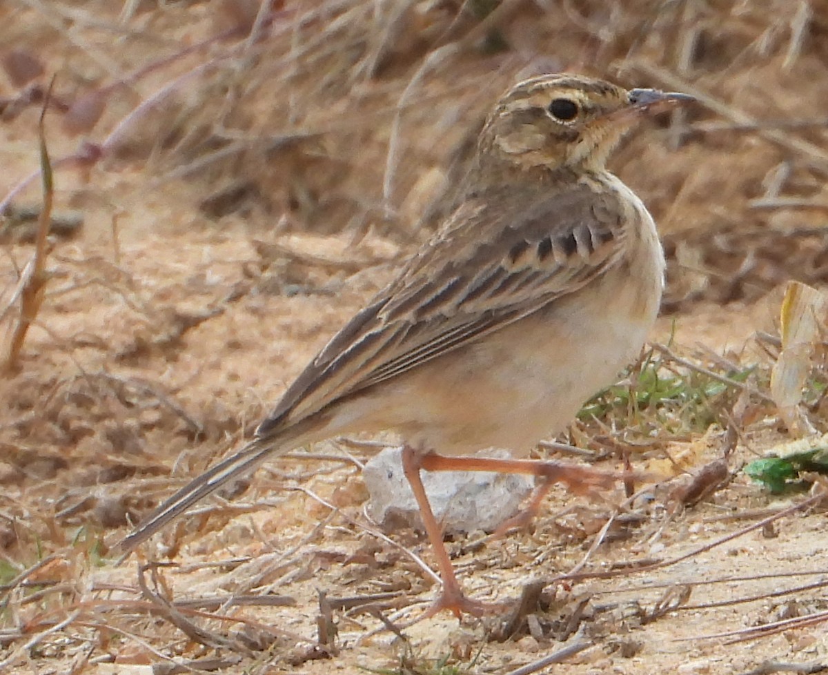 Paddyfield Pipit - ML614675300