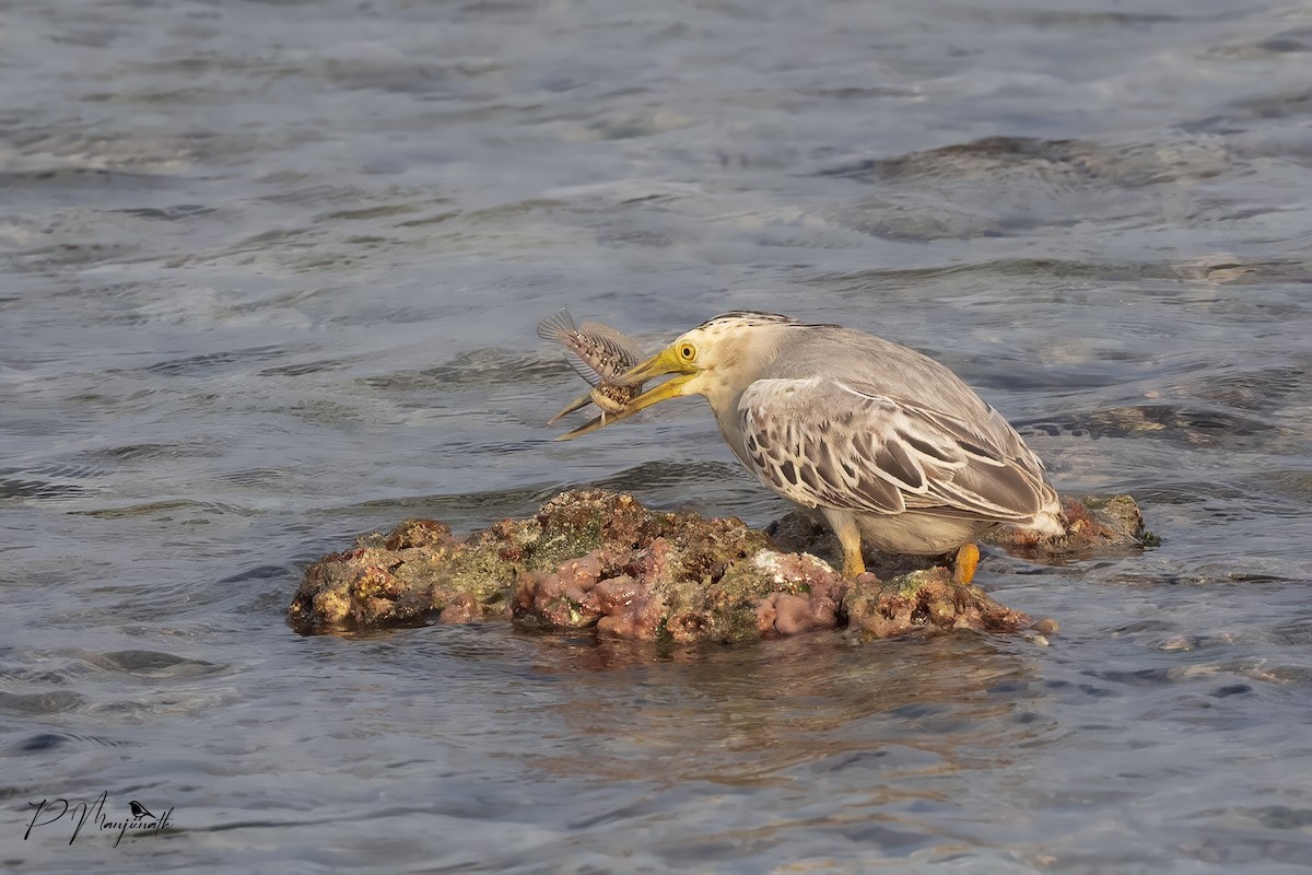 Striated Heron - ML614675343