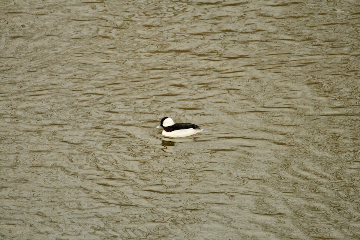 Bufflehead - ML614675368