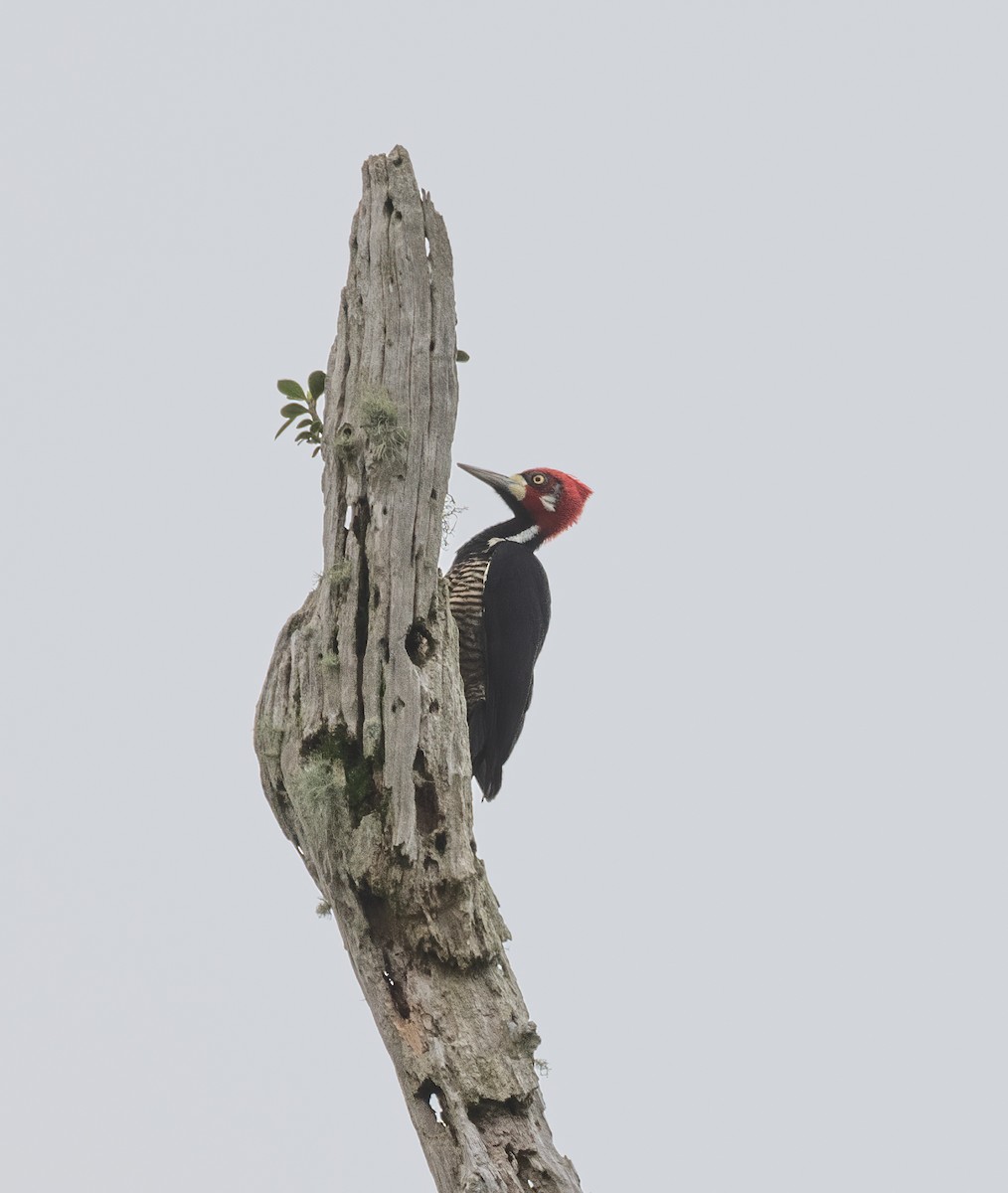 Crimson-crested Woodpecker - Koren Mitchell