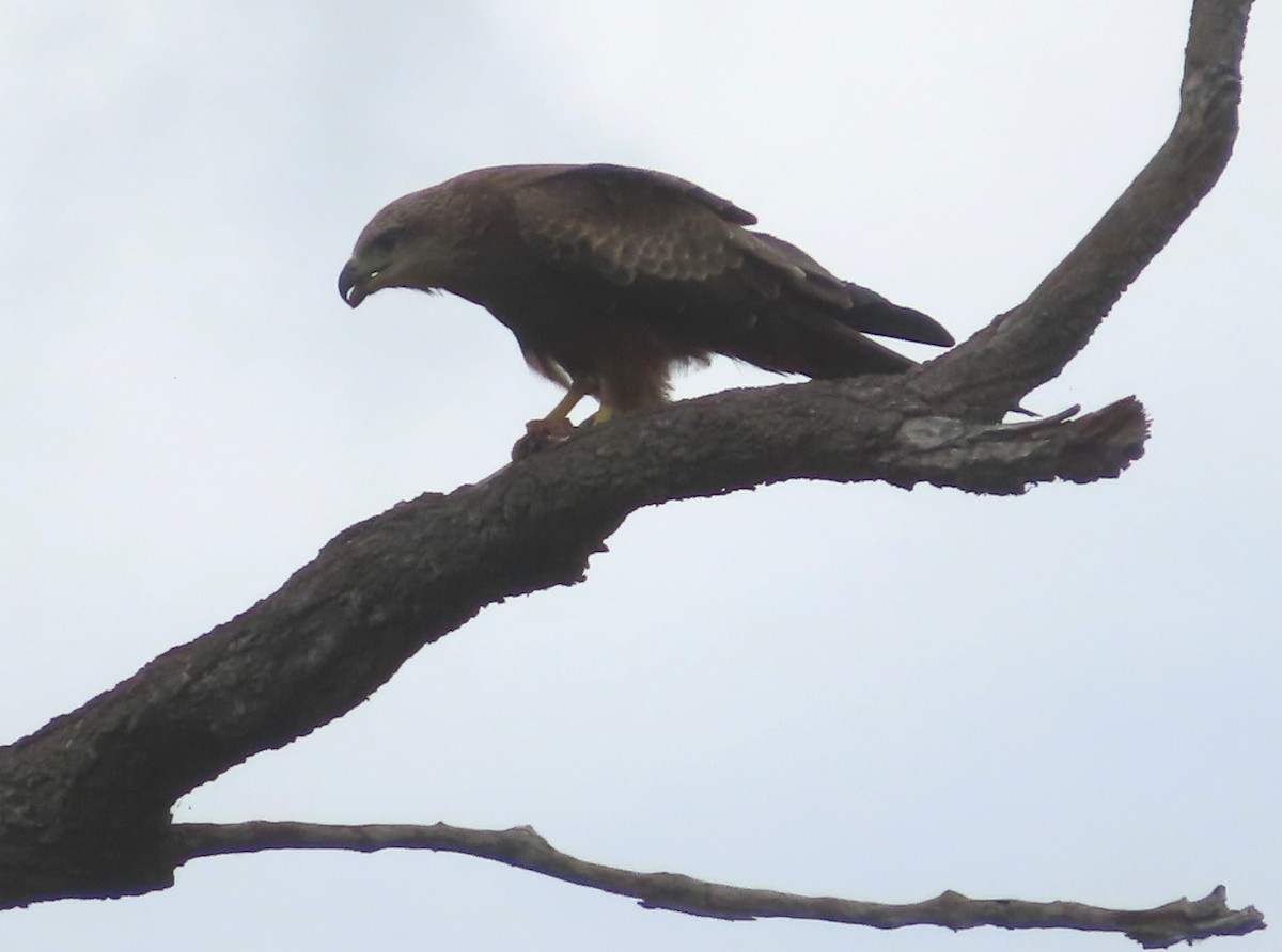 Black Kite - ML614675422