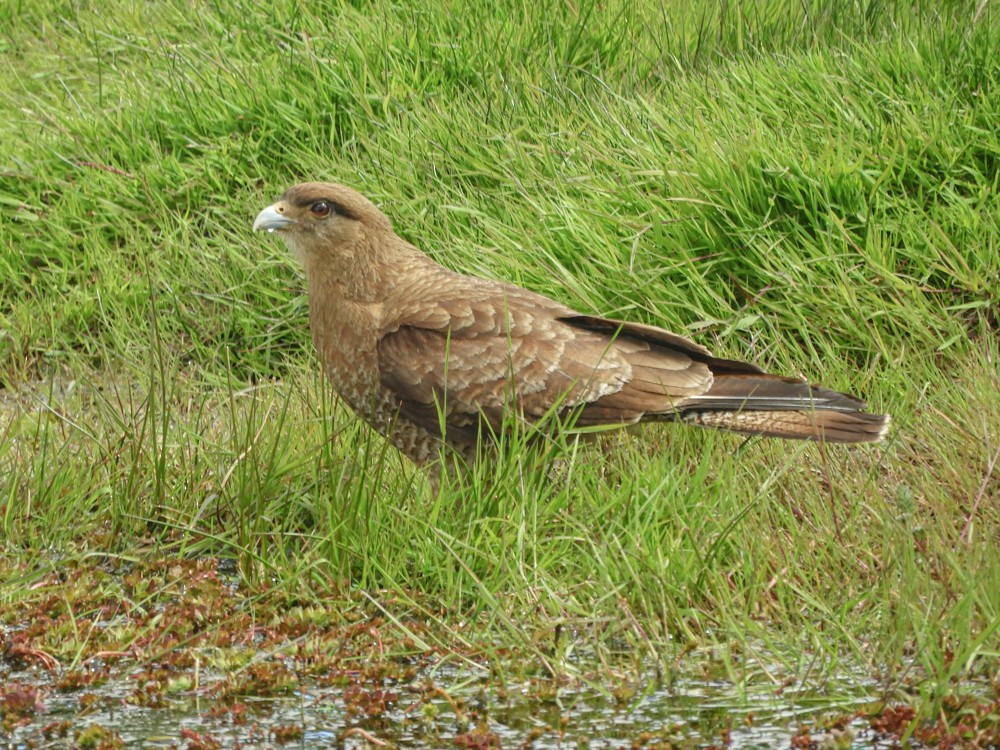 Caracara chimango - ML614675458