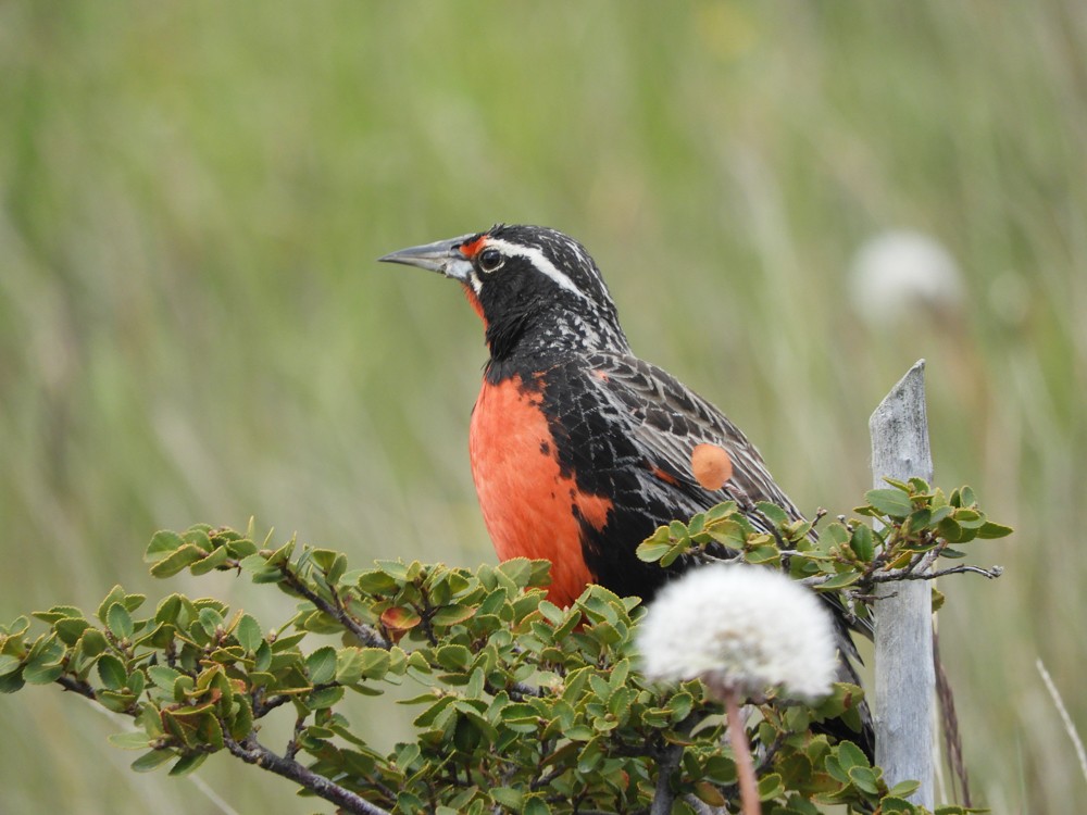 Long-tailed Meadowlark - France Desbiens