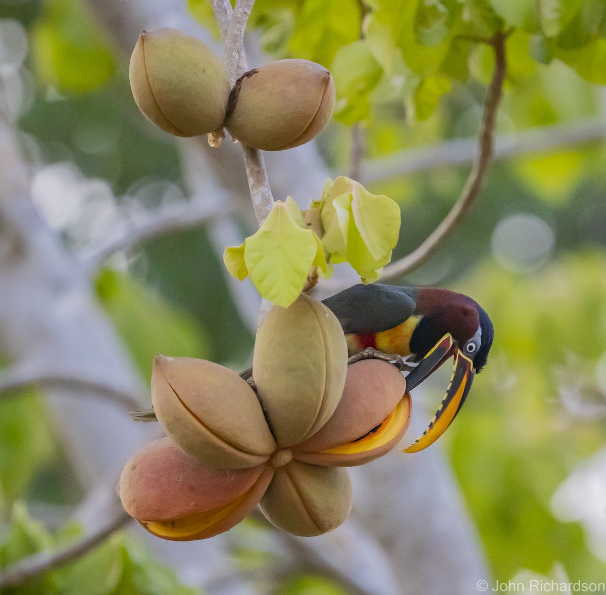 Chestnut-eared Aracari - ML614675492