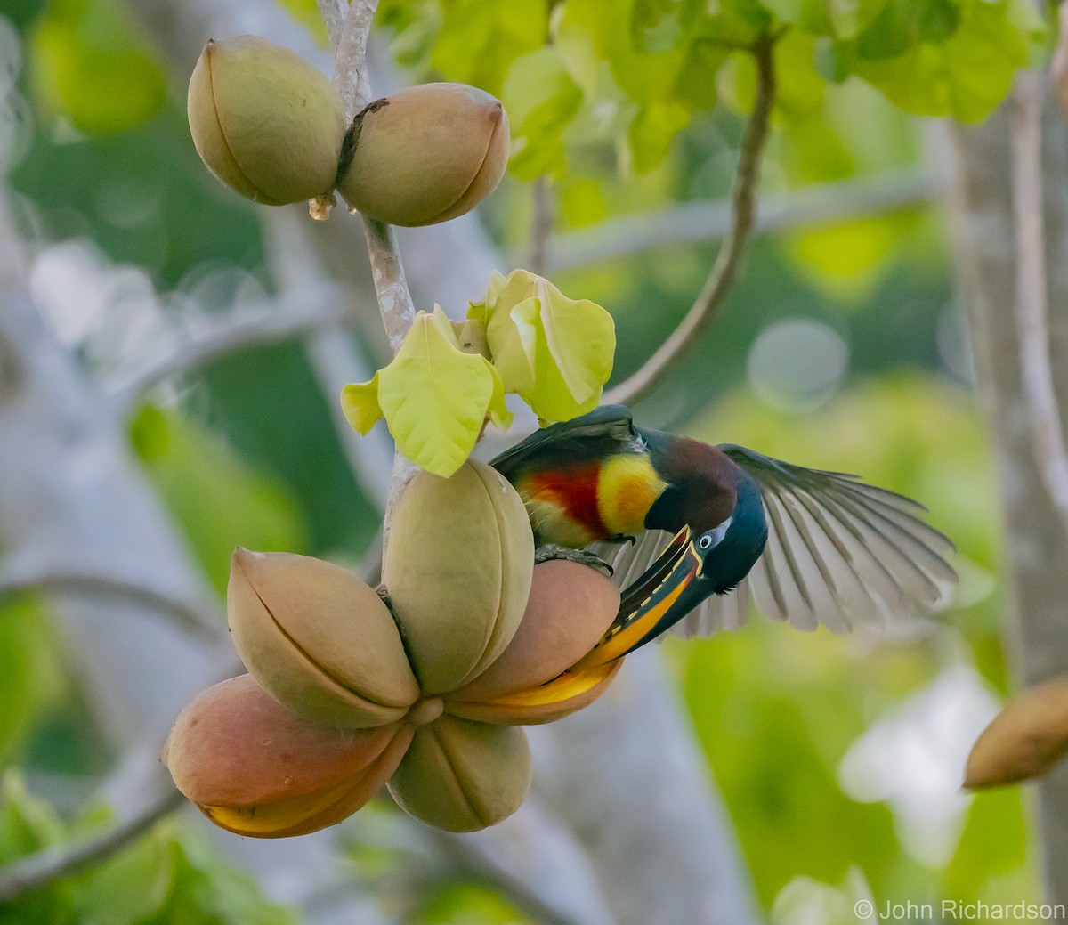 Chestnut-eared Aracari - John Richardson