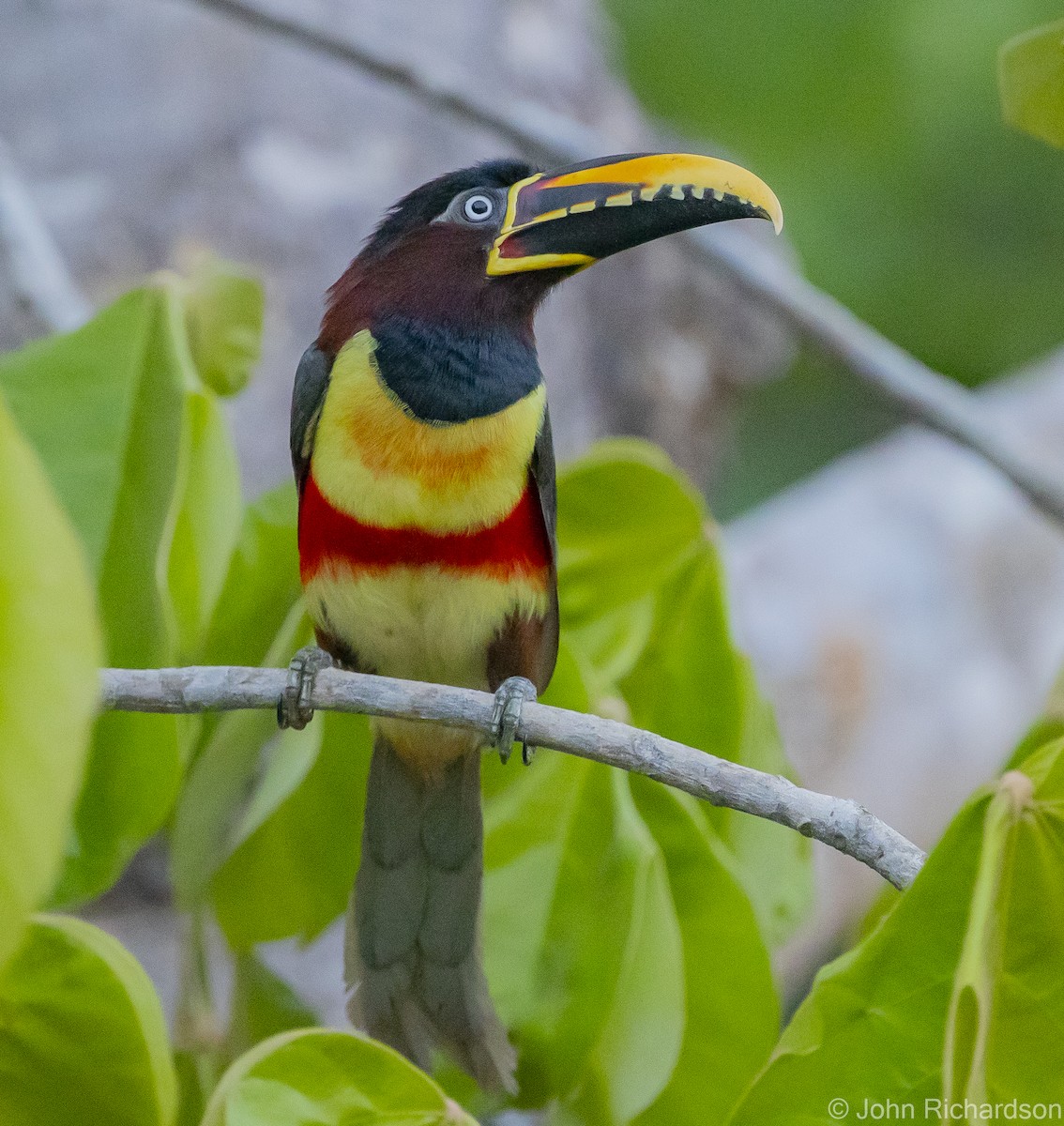 Chestnut-eared Aracari - John Richardson