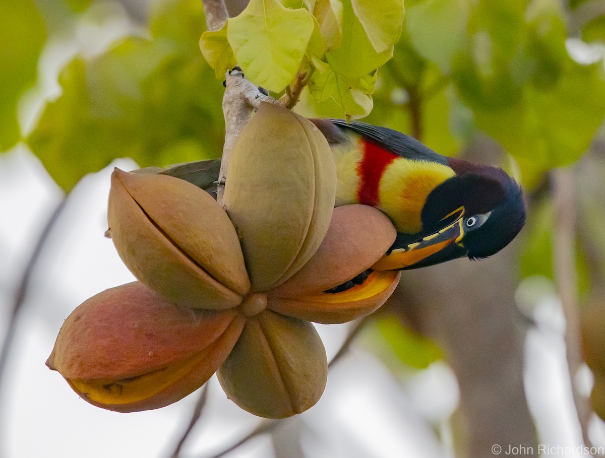 Chestnut-eared Aracari - John Richardson