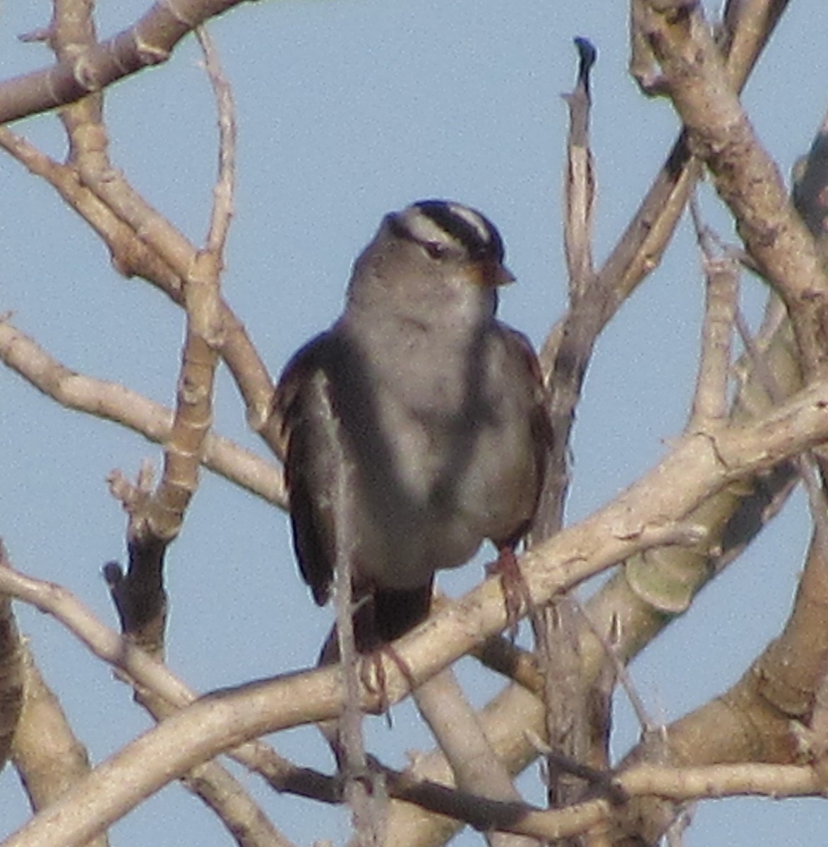 White-crowned Sparrow - Dan Cimbaro