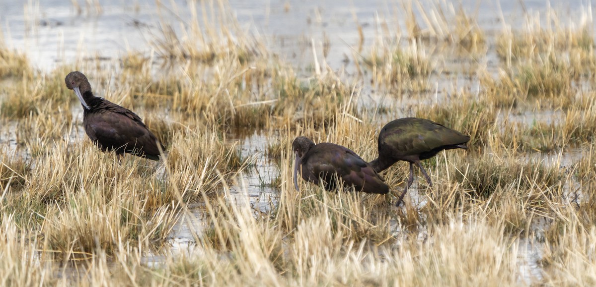 White-faced Ibis - ML614675582