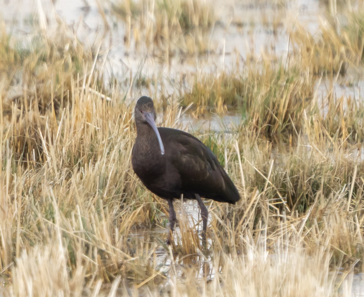 White-faced Ibis - ML614675585