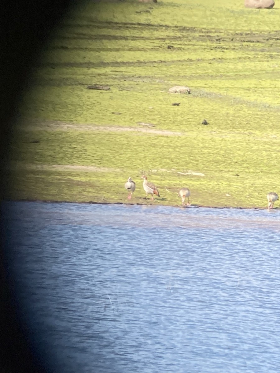 Egyptian Goose - ML614675590