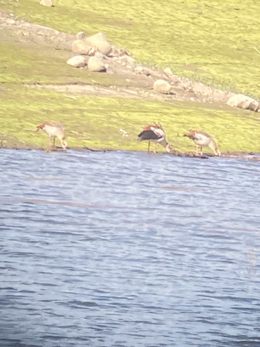 Egyptian Goose - Nancy Bruce