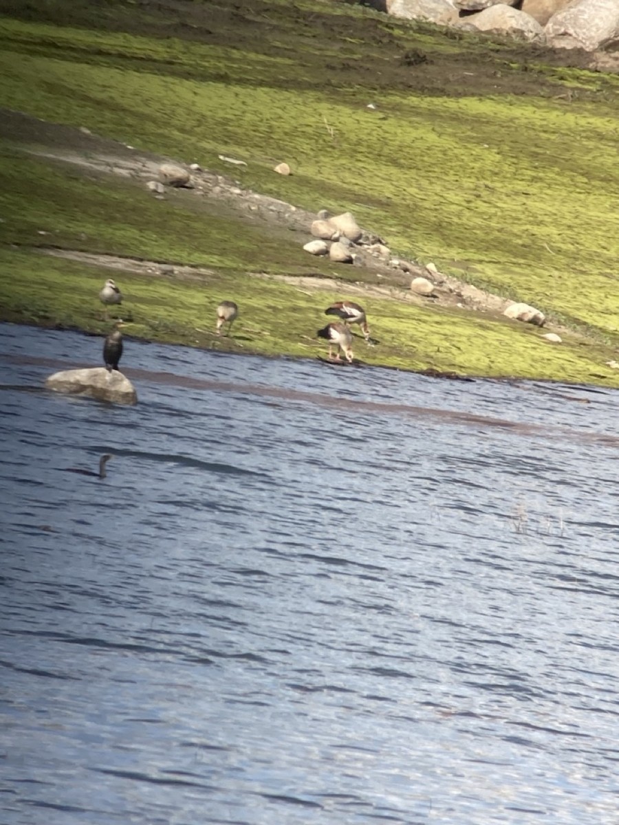 Nilgans - ML614675593