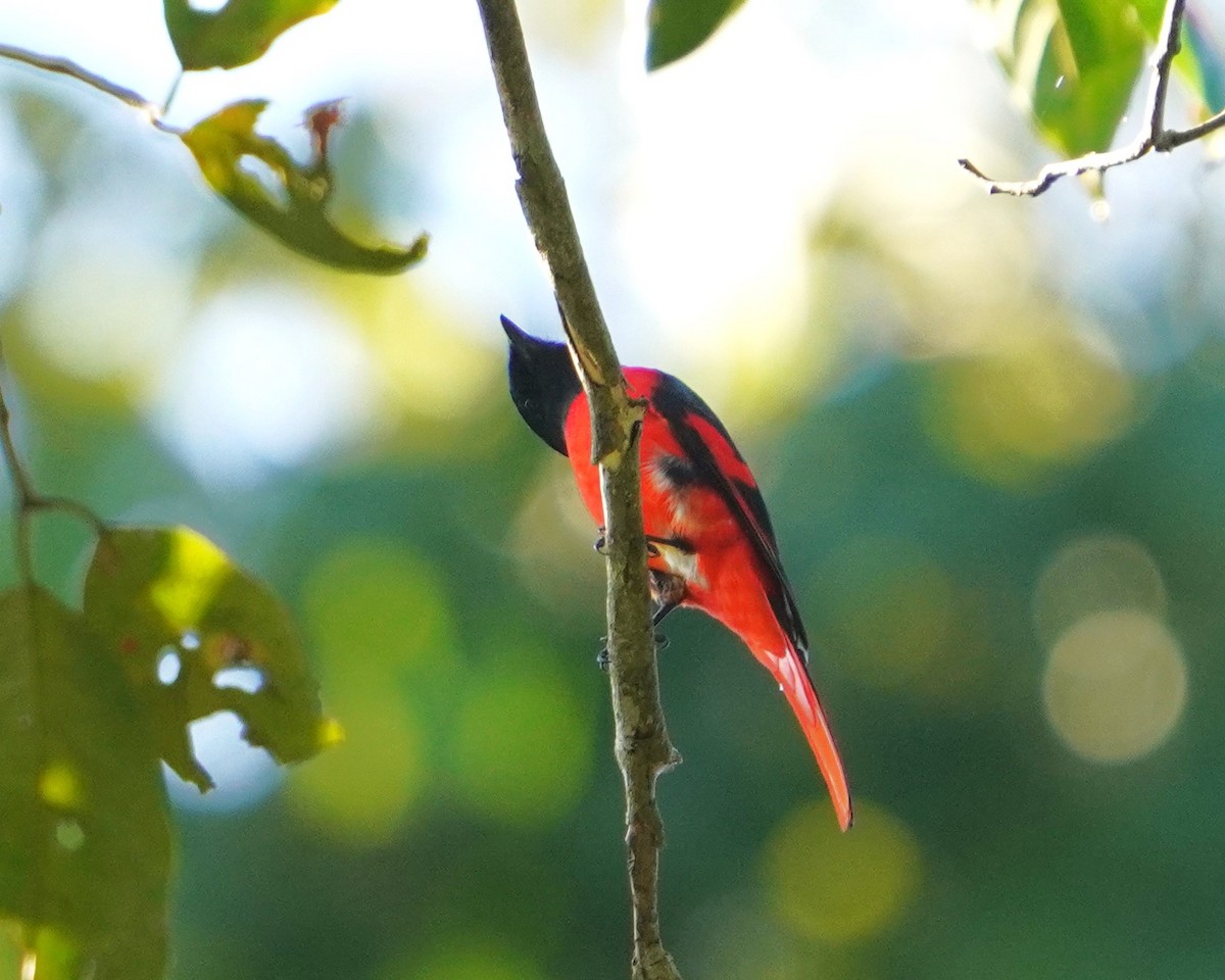 Long-tailed Minivet - Sud Menon