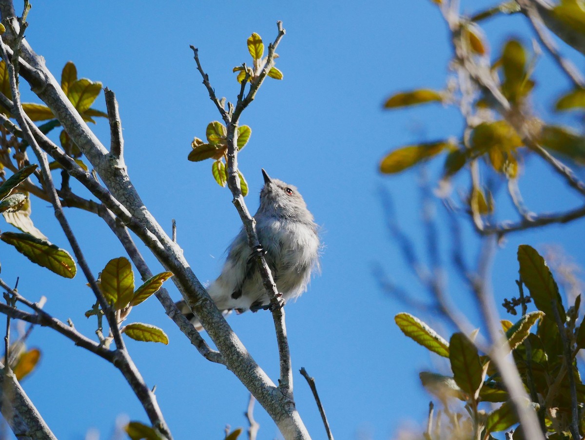 Gray Gerygone - Mike Bickerdike