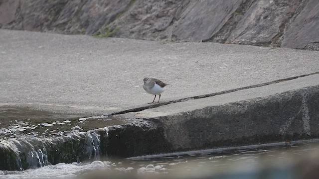 Common Sandpiper - ML614675729