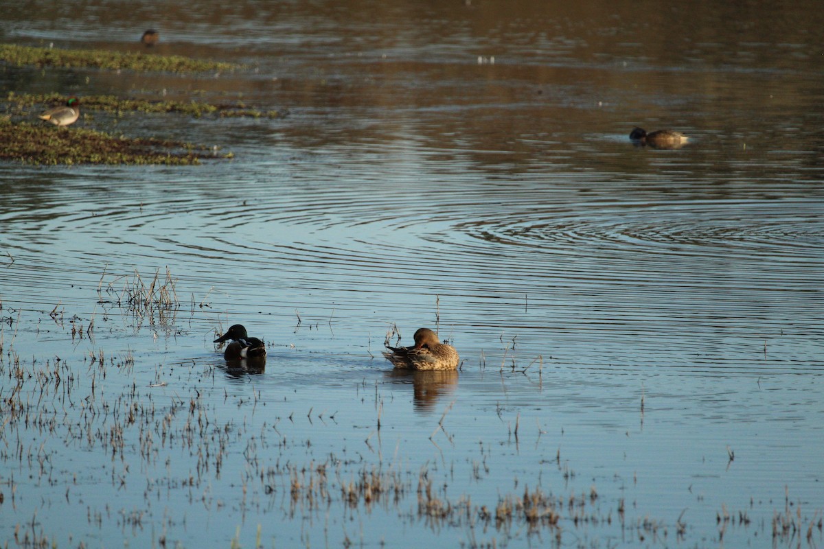 Northern Shoveler - ML614675745