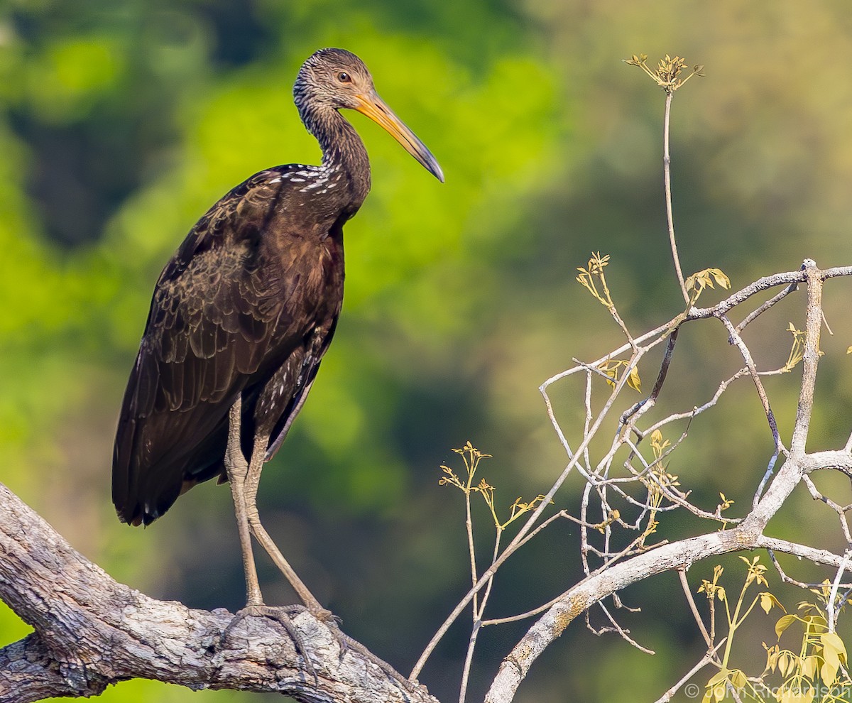 Limpkin - ML614675837