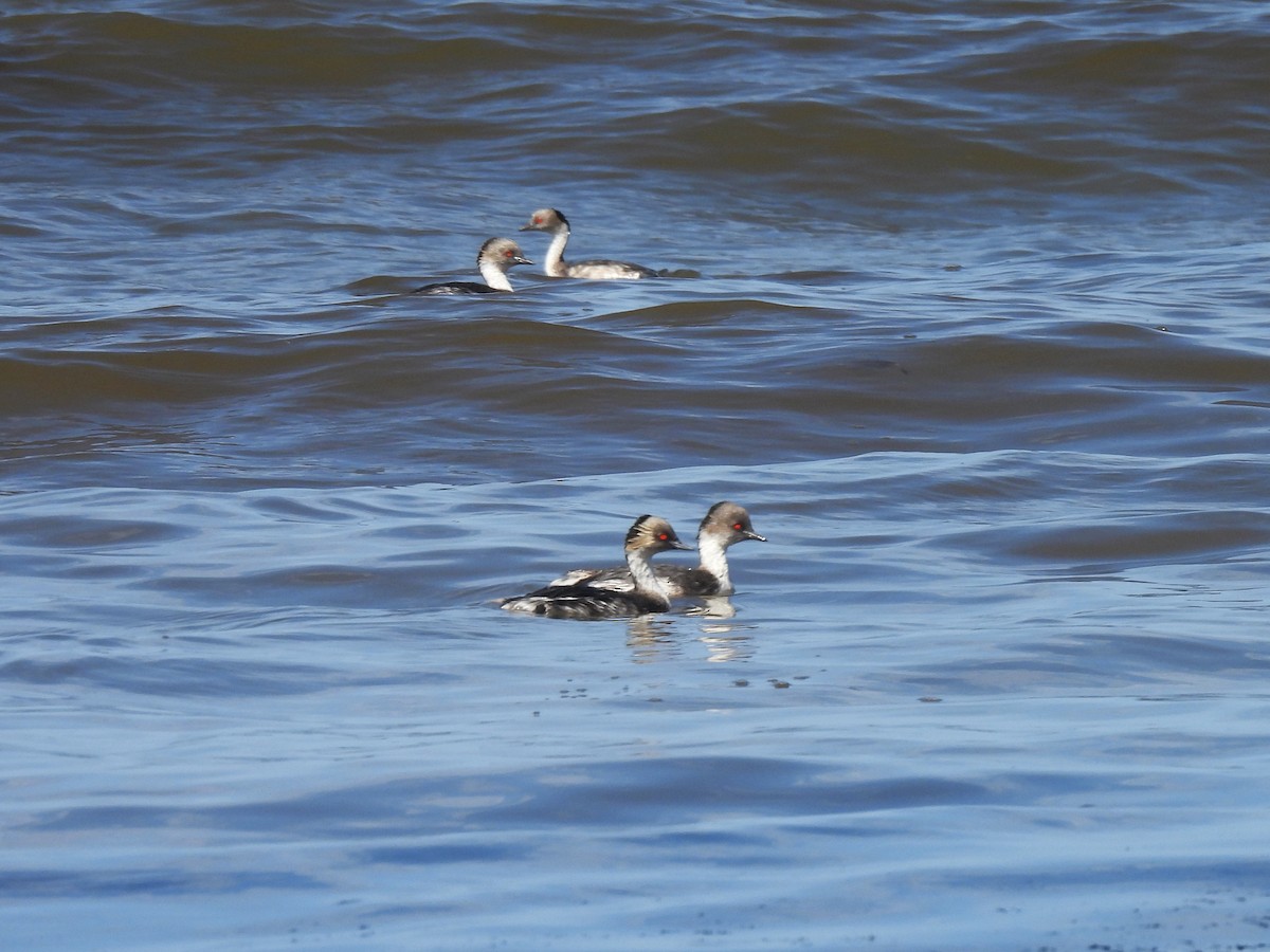 Silvery Grebe - Maria Lujan Solis