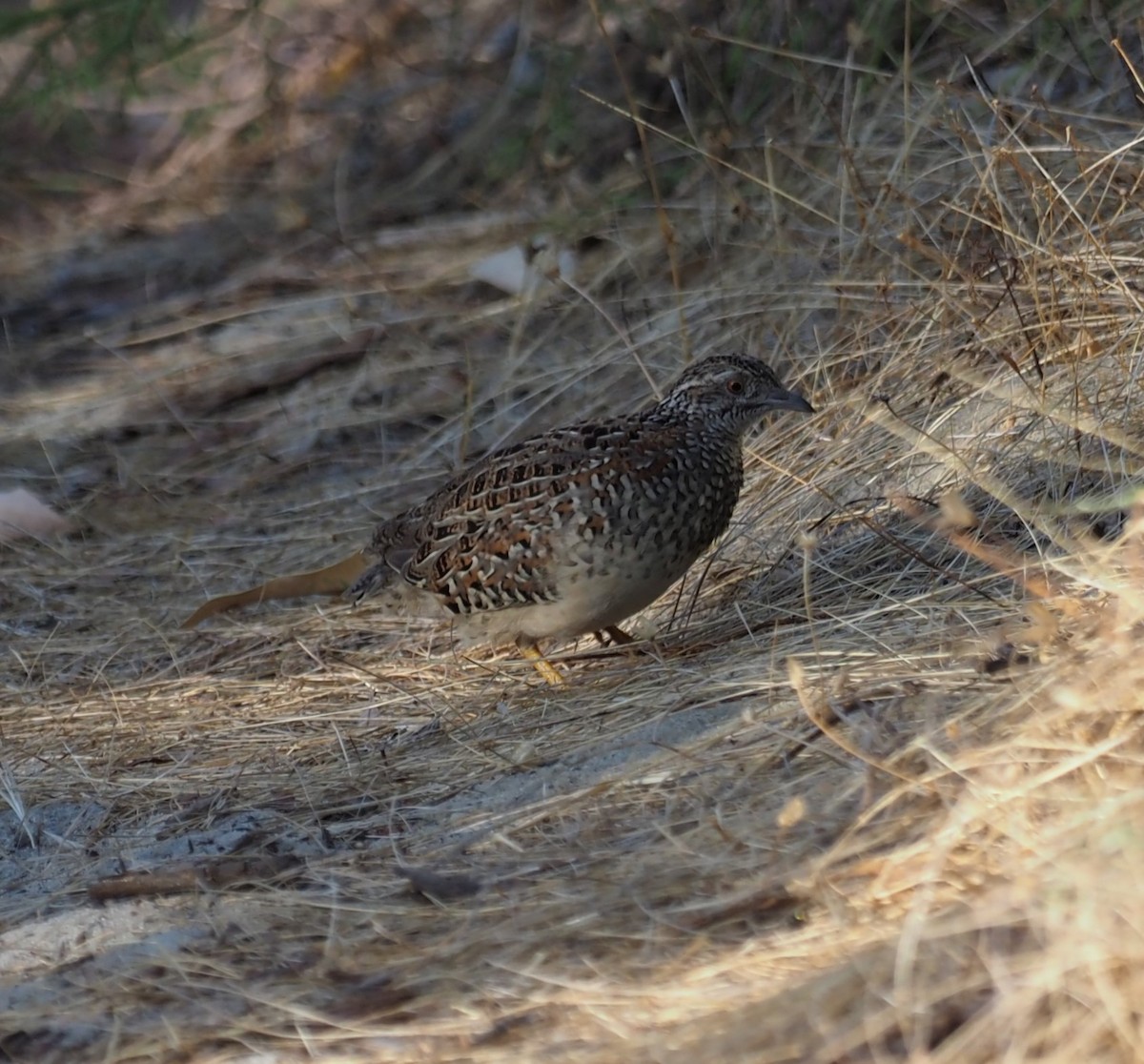 Painted Buttonquail - Mark Stevenson