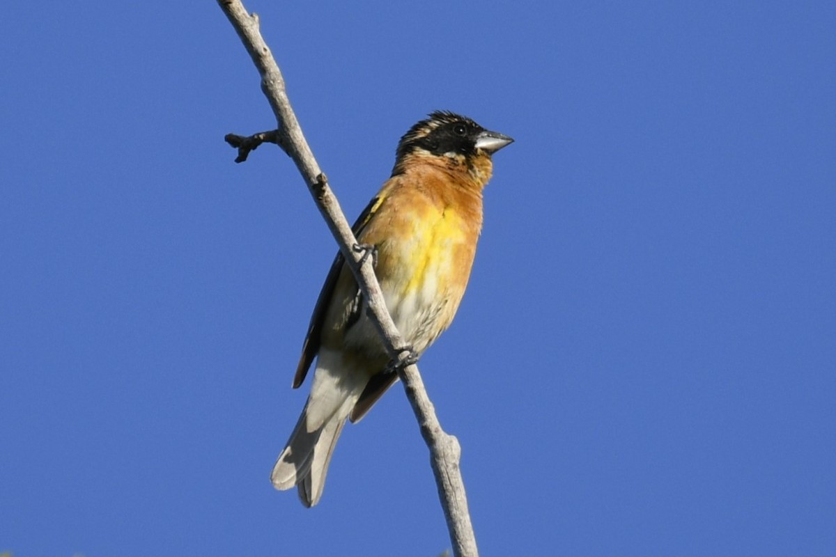 Black-headed Grosbeak - Joshua  Smith