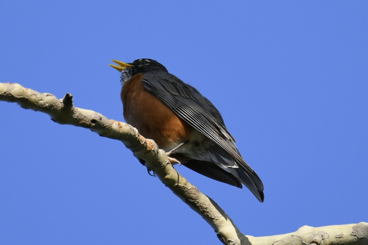 American Robin - ML614675910