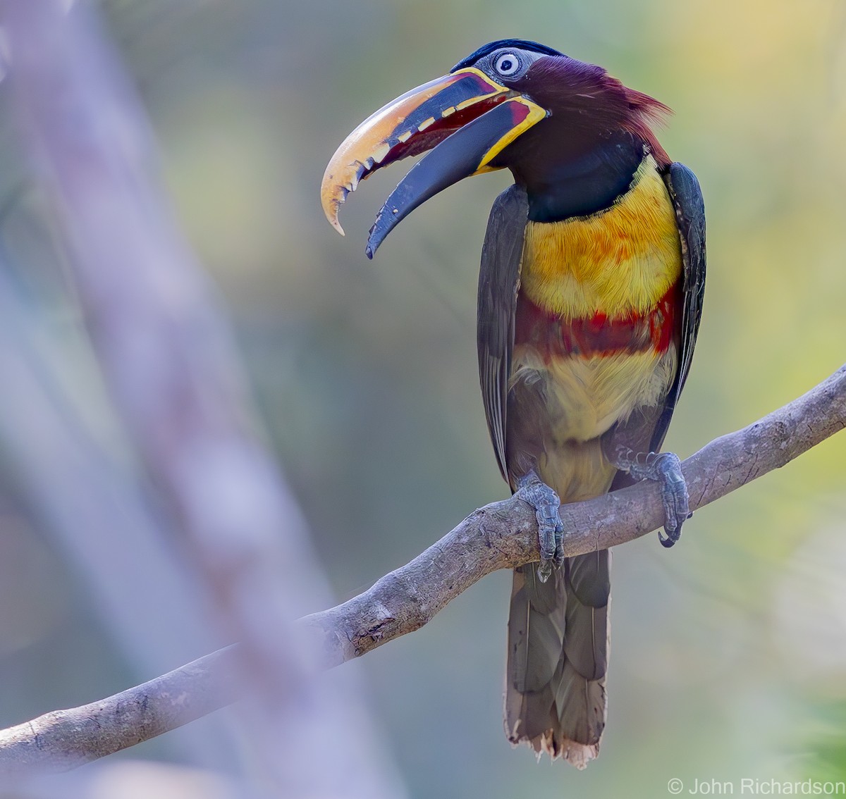 Chestnut-eared Aracari - ML614675916