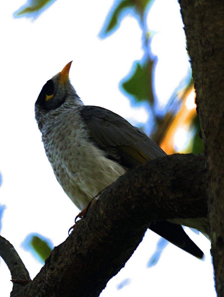 Noisy Miner - ML614675943