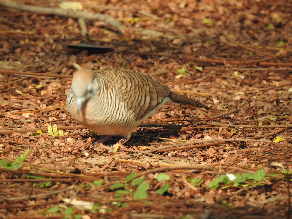 Zebra Dove - Jacques Bélanger